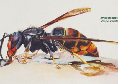 Especies Exóticas Invasoras. Unión europea y Cantabria